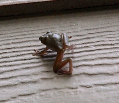 [The frog is climbing up the side of the siding on the hotel. The image is taken from below the frog, so its hindside is mostly visible. Its legs are blurred from its motion.]